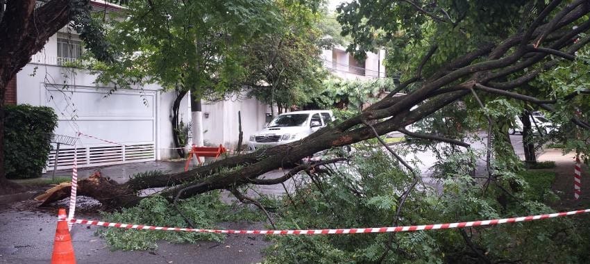 Pinheiros, Santo Amaro e Lapa lideram quedas de árvores em 2016