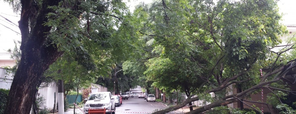 Número de árvores podadas em São Paulo é o menor em quatro anos