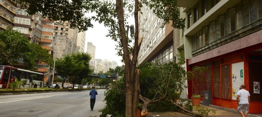 Quedas de árvores mais que dobram em junho em São Paulo