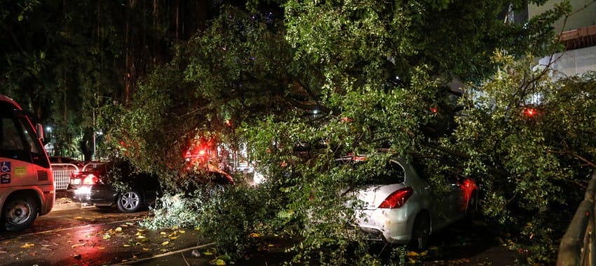 Com 22 casos por mês, Pinheiros é campeão de quedas de árvores