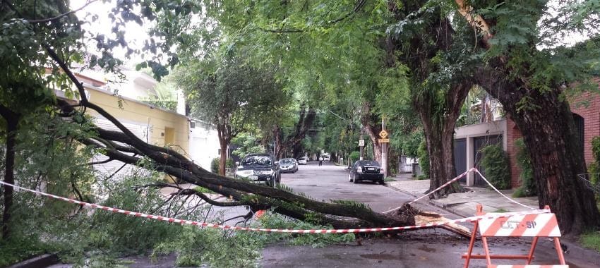 Quedas de árvores crescem 77% na cidade de São Paulo em 2015