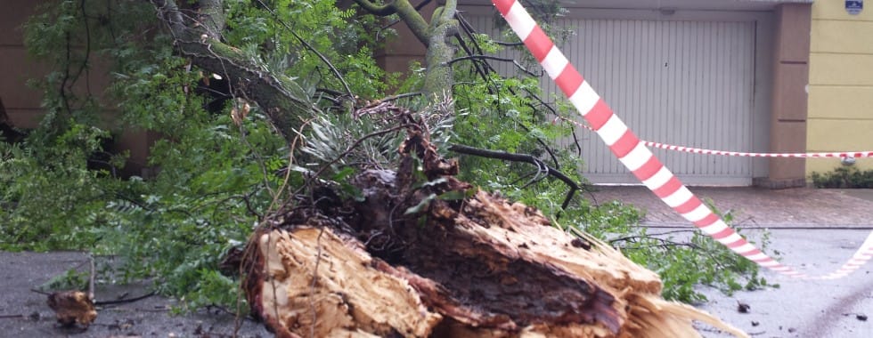 Com Haddad na prefeitura, SP tem 227 quedas de árvores por mês