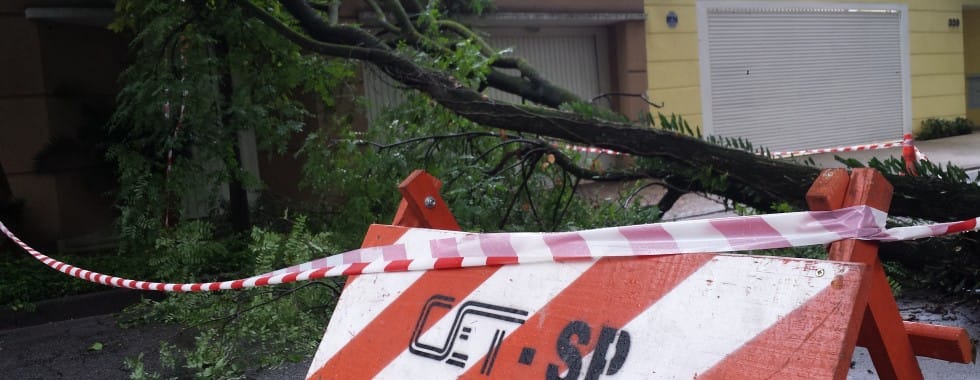Quedas de árvores caem 78% em São Paulo no primeiro trimestre