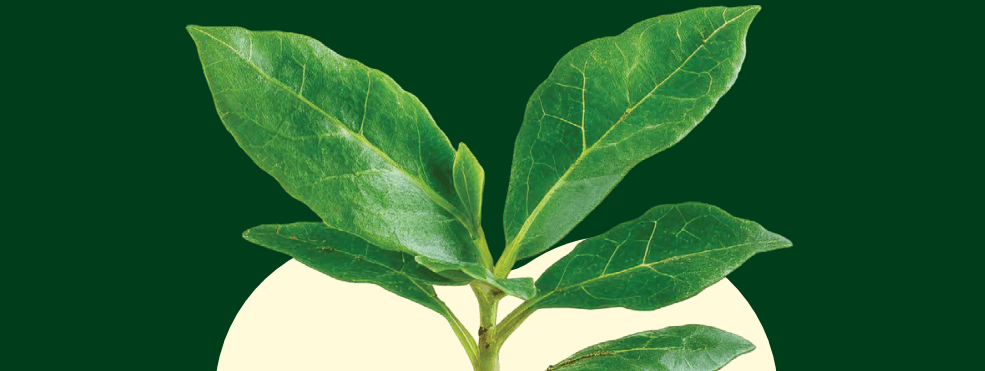 Estudo revela desigualdades no acesso ao verde nas escolas das capitais brasileiras