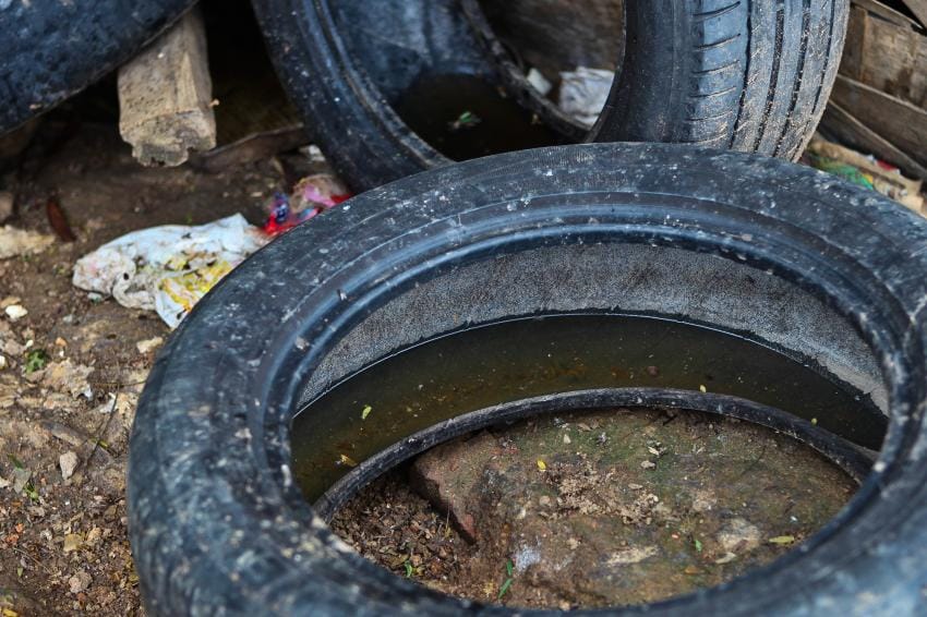 Veja presença de criadouros de Aedes aegypti em todos os bairros de SP
