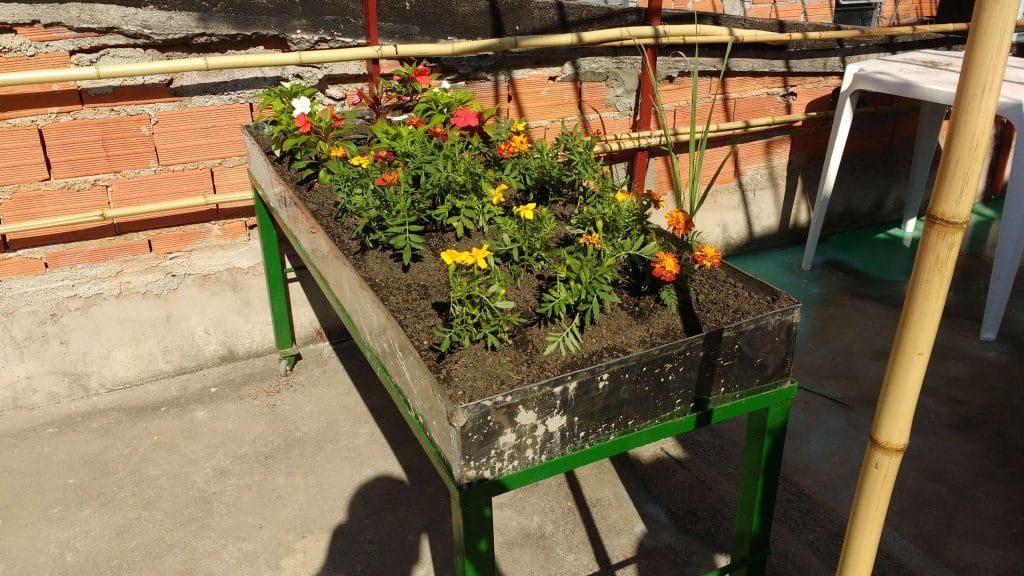 Paraisópolis inicia projeto que pode levar horta orgânica para 18.000 lajes