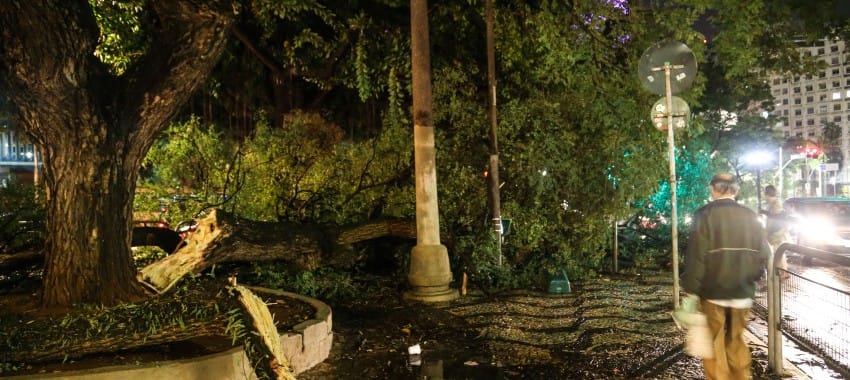 São Paulo teve 460 quedas de árvores em maio