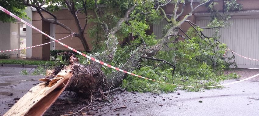 Quedas de árvores crescem 88% na cidade de São Paulo