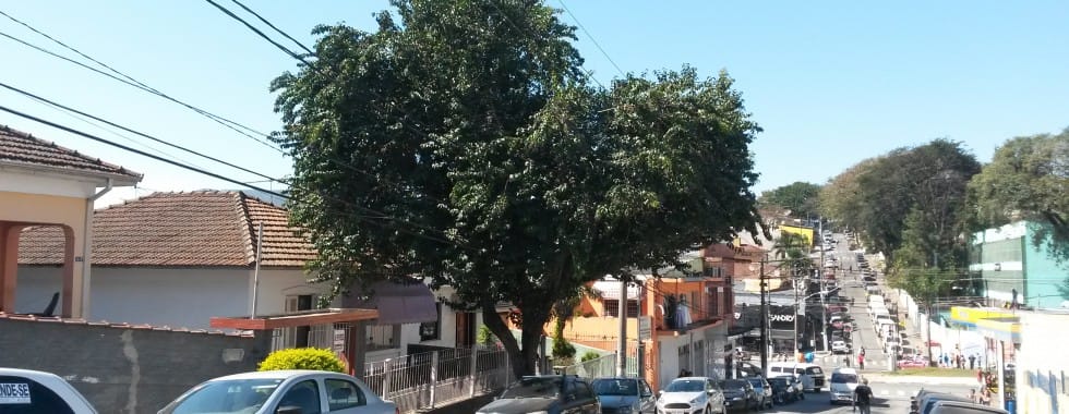10 bairros onde ocorre menos podas de árvore em São Paulo