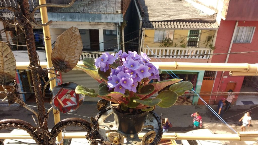 Paraisópolis inicia projeto que pode levar horta orgânica para 18.000 lajes