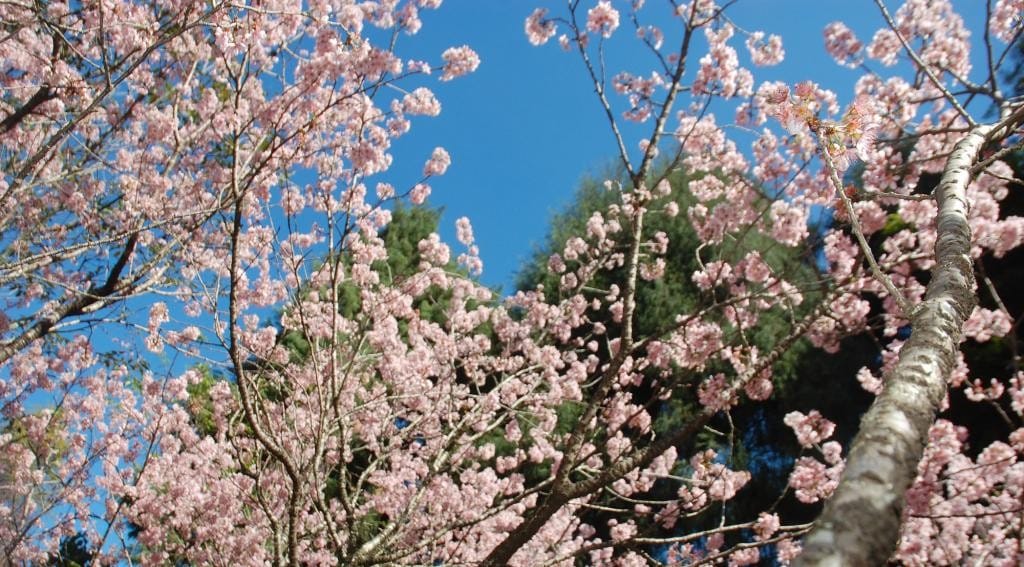 10 regiões menos arborizadas da cidade de São Paulo